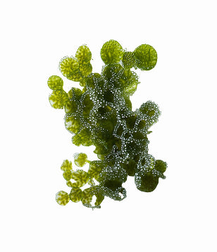 Column background image